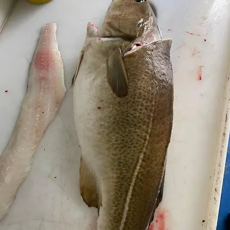 Krokenes